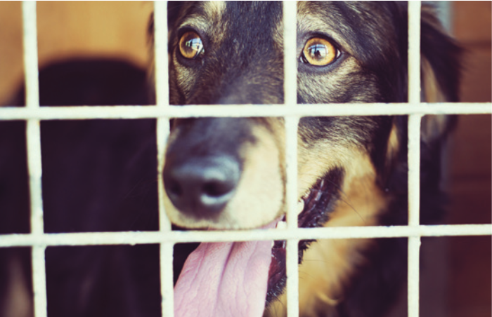 Adopt from a shelter