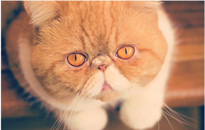 Purebred Kitten - $600 & Up