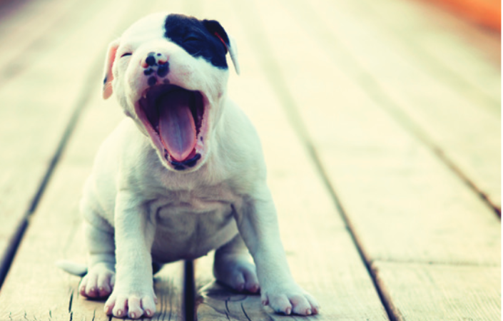 Purebred Puppy - $800 & Up